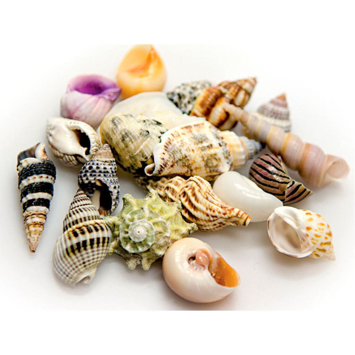 V8HADB3B098E360C1B103E6B1D205B0A762R7450839P1