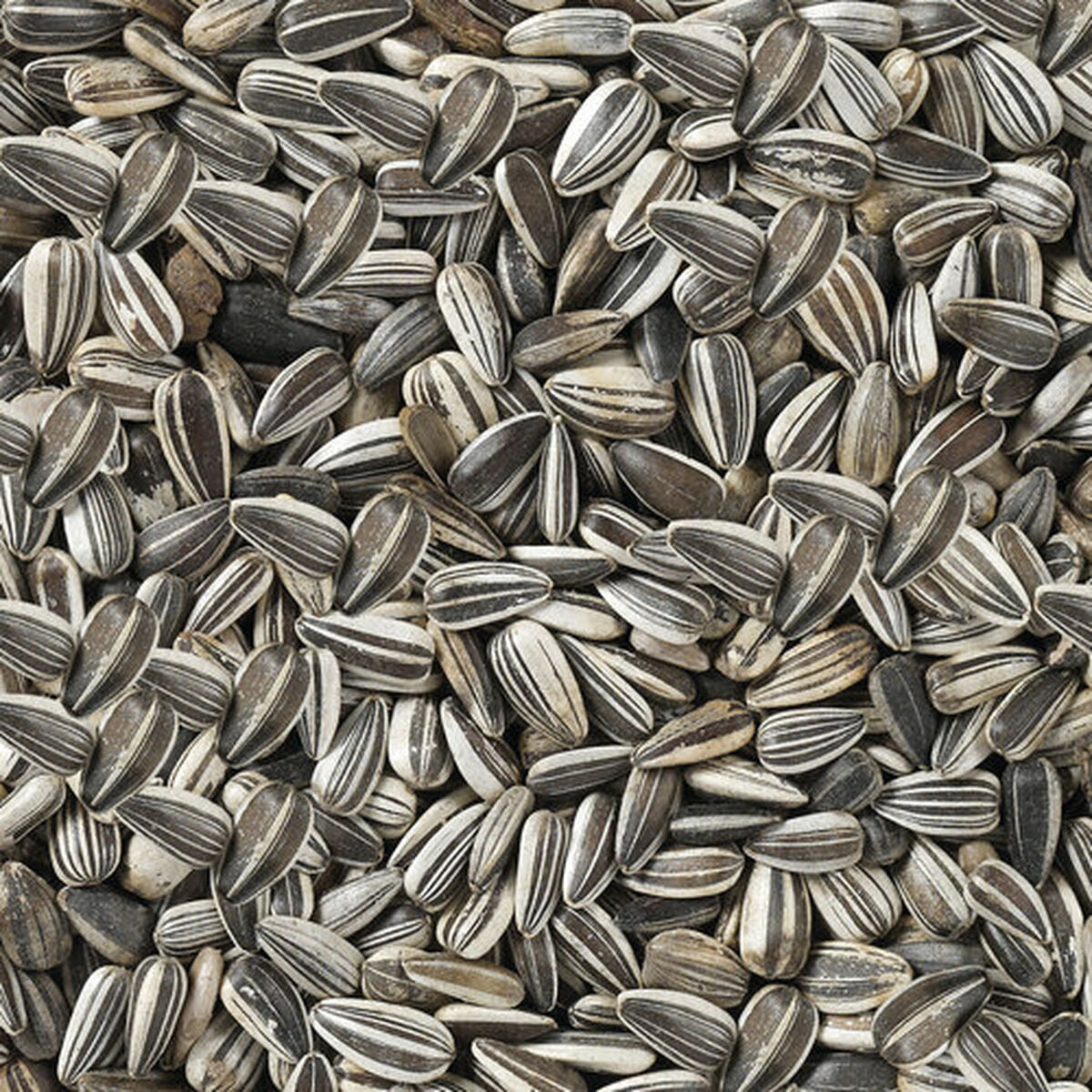 V8HFF41B1A6ED23EBDCCAC68E7856FE3A1AR7450079P4